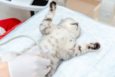 Veteriner kliniğinde ultrason sırasında küçük gri bir kedi masada yatıyordu. Tıbbi ekipmanlar arka planda görüntüleniyordu..