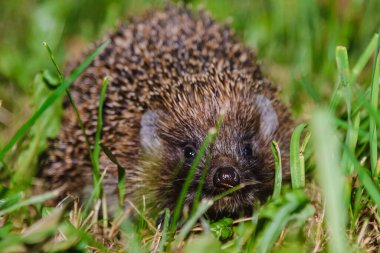 Bahçede kirpi saklanıyor. Kirpi yiyecek arıyor. Avrupa 'da yaban hayatı. Batı Avrupa kirpisi, rinaceus europaeus, yeşil bir çayır gecesinde..