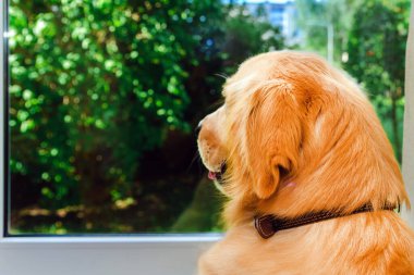 Pencereden bakan bir köpek. Labrador köpeği evde..