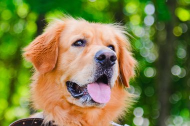 Altın labrador köpeğinin portresi yeşil bir ormanın arka planında çimlerin üzerinde oturuyordu..