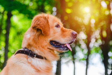 Altın labrador köpeğinin portresi çimlerin üzerinde yeşil bir günbatımı ormanının arka planında oturuyordu..