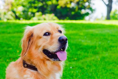 Altın labrador köpeğinin portresi yeşil bir ormanın arka planında çimlerin üzerinde oturuyordu..