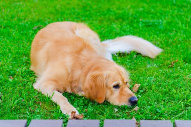 Güzel Golden Retriever köpeği yeşil çimlerin üzerinde yatıyor..