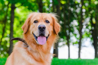 Altın labrador köpeğinin portresi yeşil bir ormanın arka planında çimlerin üzerinde oturuyordu..