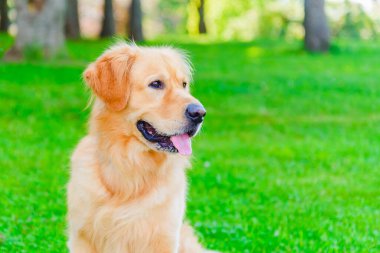 Altın labrador köpeğinin portresi yeşil bir ormanın arka planında çimlerin üzerinde oturuyordu..