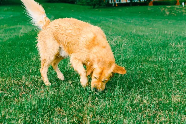 Pies Labrador Retriever Wąchający Trawę Golden Retriever Wącha Zieloną Trawę — Zdjęcie stockowe