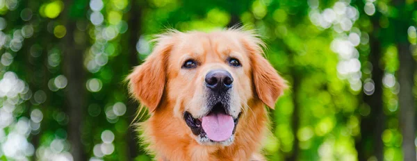 Portrait of Golden labrador dog sitting against the background of a green forest.Summer day.Closeup.Banner,advertisement.