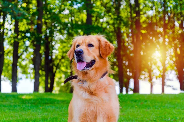 Portrait of Golden labrador dog sitting on the grass against the background of a green sunset forest.Summer day.Closeup.