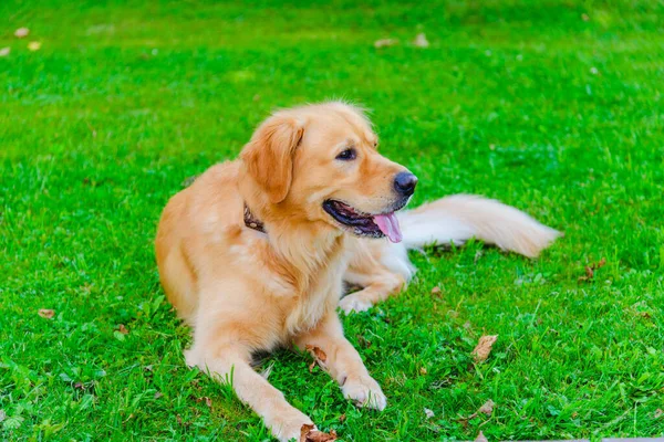 Schöner Golden Retriever Hund Liegt Auf Dem Grünen Rasen Sommertag — Stockfoto