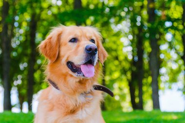 Altın labrador köpeğinin portresi yeşil bir ormanın arka planında çimlerin üzerinde oturuyordu..