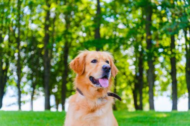 Altın labrador köpeğinin portresi yeşil bir ormanın arka planında çimlerin üzerinde oturuyordu..