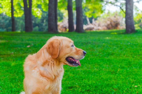 Portrait of Golden labrador dog sitting on the grass against the background of a green forest.Summer day.Closeup.Side view.
