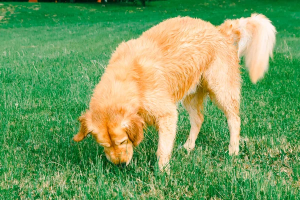 Labrador Retriever Hund Sniffer Græsset Golden Retriever Snuser Grønt Græs - Stock-foto
