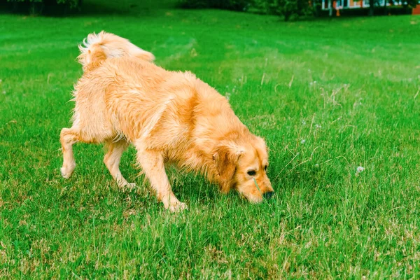 Ένα Σκυλί Λαμπραντόρ Ριτρίβερ Μυρίζει Γρασίδι Golden Retriever Sniffs Πράσινο — Φωτογραφία Αρχείου