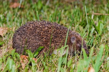 Bahçede kirpi saklanıyor. Kirpi yiyecek arıyor. Avrupa 'da yaban hayatı. Batı Avrupa kirpisi, rinaceus europaeus, yeşil bir çayır gecesinde..