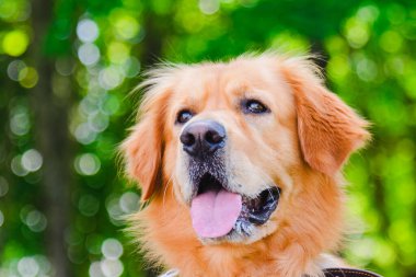 Altın labrador köpeğinin portresi yeşil bir ormanın arka planında çimlerin üzerinde oturuyordu..