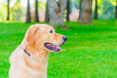 Altın labrador köpeğinin portresi yeşil bir ormanın arka planında çimlerde oturuyor. Daha yakın bir gün..