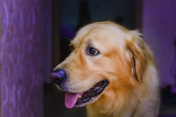Портрет Красивого Собачьего Лабрадора Защищает Дом Ночью — стоковое фото