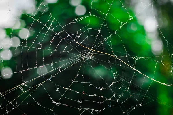 スパイダーウェブ ぼやけた背景の緑の葉 クモが作った狩猟ウェブ 閉じる — ストック写真