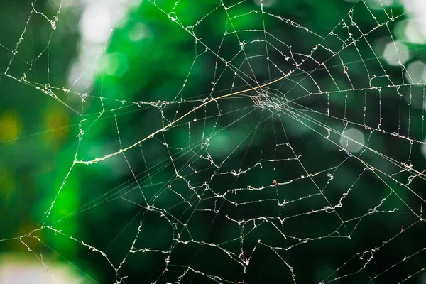 Ett Spindelväv Grönt Löv Suddig Bakgrund Ett Jaktnät Gjort Spindel — Stockfoto