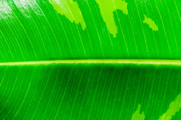 Concepto Del Día Mundial Tierra Green Leaf Green Energy Esg — Foto de Stock