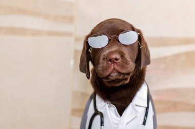 Beyaz önlüklü sevimli bir köpek Labrador Veterinerinin portresi. Doktorların ofisinde gözlük takan bir köpek yavrusu..