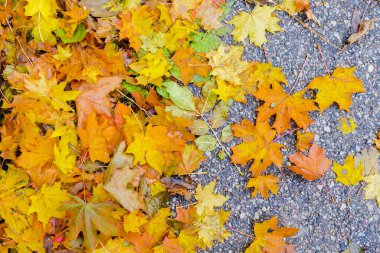 Asfalt zeminde, parktaki renkli sonbahar akçaağaç yaprakları. Islak yolda, şehir caddesinde kuru sarı yapraklar. Ekim ayının hava durumu. Seçmeli olarak asfalt Üst Görünümü üzerine odaklanın.