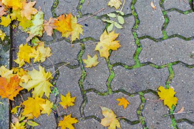 Asfalt zeminde, parktaki renkli sonbahar akçaağaç yaprakları. Islak yolda, şehir caddesinde kuru sarı yapraklar. Ekim ayının hava durumu. Seçmeli olarak asfalt Üst Görünümü üzerine odaklanın.