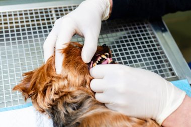 Köpekteki ağız temizliği kavramı, veteriner kliniğinde köpeğin dişleri temizlenir..