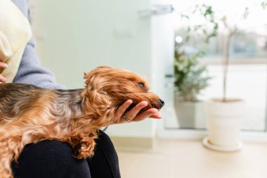 Anestezi görmüş genç bir köpek Yorkshire teriyeri veteriner bekleme odasında sahibiyle birlikte..