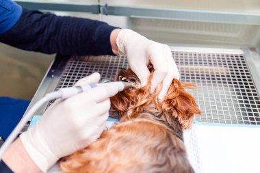 Köpekteki ağız temizliği kavramı, veteriner kliniğinde köpeğin dişleri temizlenir..