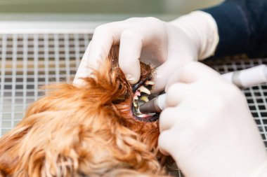 Köpekteki ağız temizliği kavramı, veteriner kliniğinde köpeğin dişleri temizlenir..