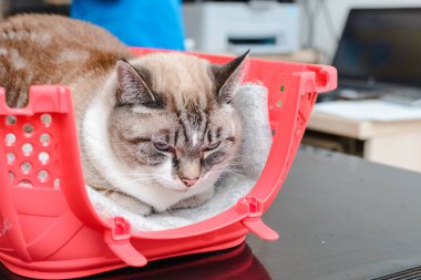 Kedi yavrusu veteriner kliniğinde muayene için bekliyor..