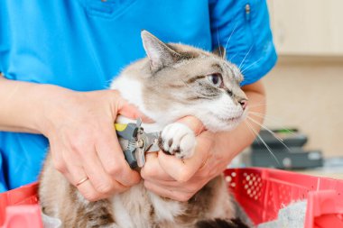 Bir veteriner bir kedinin tırnak törpüleme işlemini gerçekleştirir. Yakın çekim.