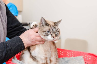 Kedinin sahibi kediyi veteriner kliniğinde muayene için hazırlıyor..