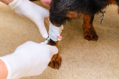 Veteriner veteriner veteriner kliniğinde siyah bir köpeğe damlatır..
