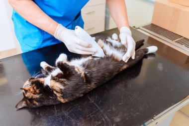 Ameliyattan önce kedi kılı aldırma