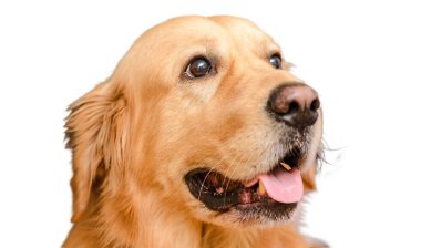 İzole edilmiş beyaz arka planda köpek altın labrador Retriever 'ı.