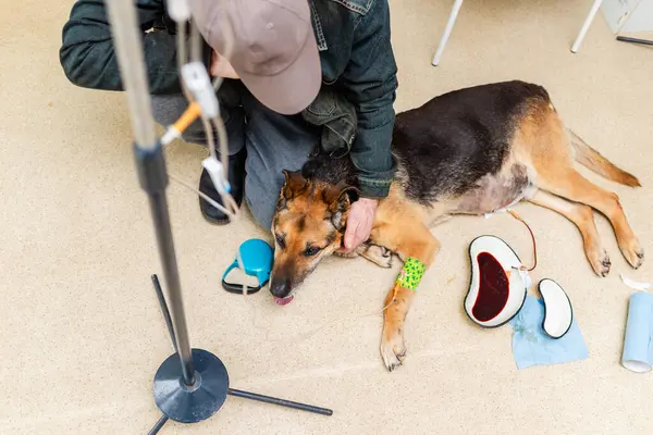 Hasta bir köpek veteriner kliniğinde serumu alır..