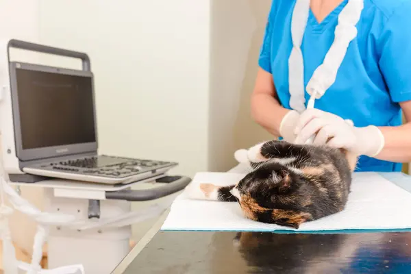 The cat has an ultrasound diagnosis at the veterinary clinic.