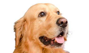 İzole edilmiş beyaz arka planda köpek altın labrador retriever.