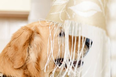 Altın Labrador av köpeği evde tek başına pencereden dışarı bakıyor..