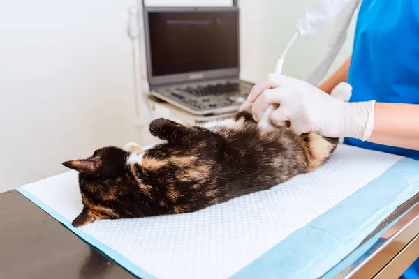 The cat has an ultrasound diagnosis at the veterinary clinic.