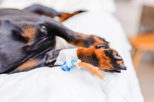 Dachshund Dado Gotejamento Hospital Cães Cão Anestesiado Jaz Mesa Operação Fotografia De Stock