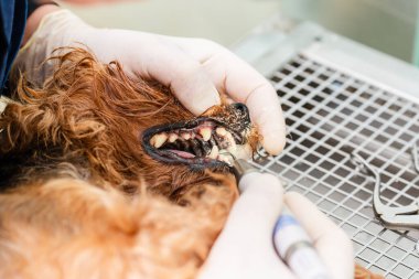 Köpekteki ağız temizliği kavramı, veteriner kliniğinde köpeğin dişleri temizlenir..