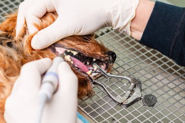 Köpekteki ağız temizliği kavramı, veteriner kliniğinde köpeğin dişleri temizlenir..
