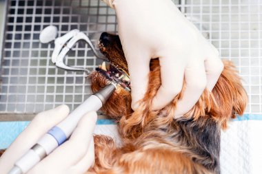 Köpekteki ağız temizliği kavramı, veteriner kliniğinde köpeğin dişleri temizlenir..