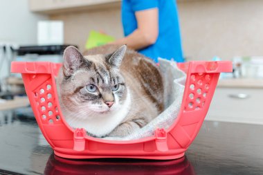 Kedi yavrusu veteriner kliniğinde muayene için bekliyor..