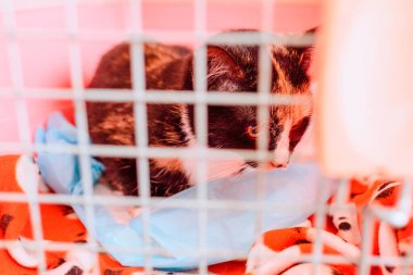 Kafeste üzgün bir kedi yavrusu veteriner kliniğinde muayene olmak için bekliyor..