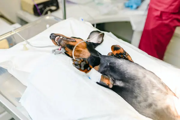 stock image A young dachshund dog is lying in the operating room before surgery, in a veterinary hospital.